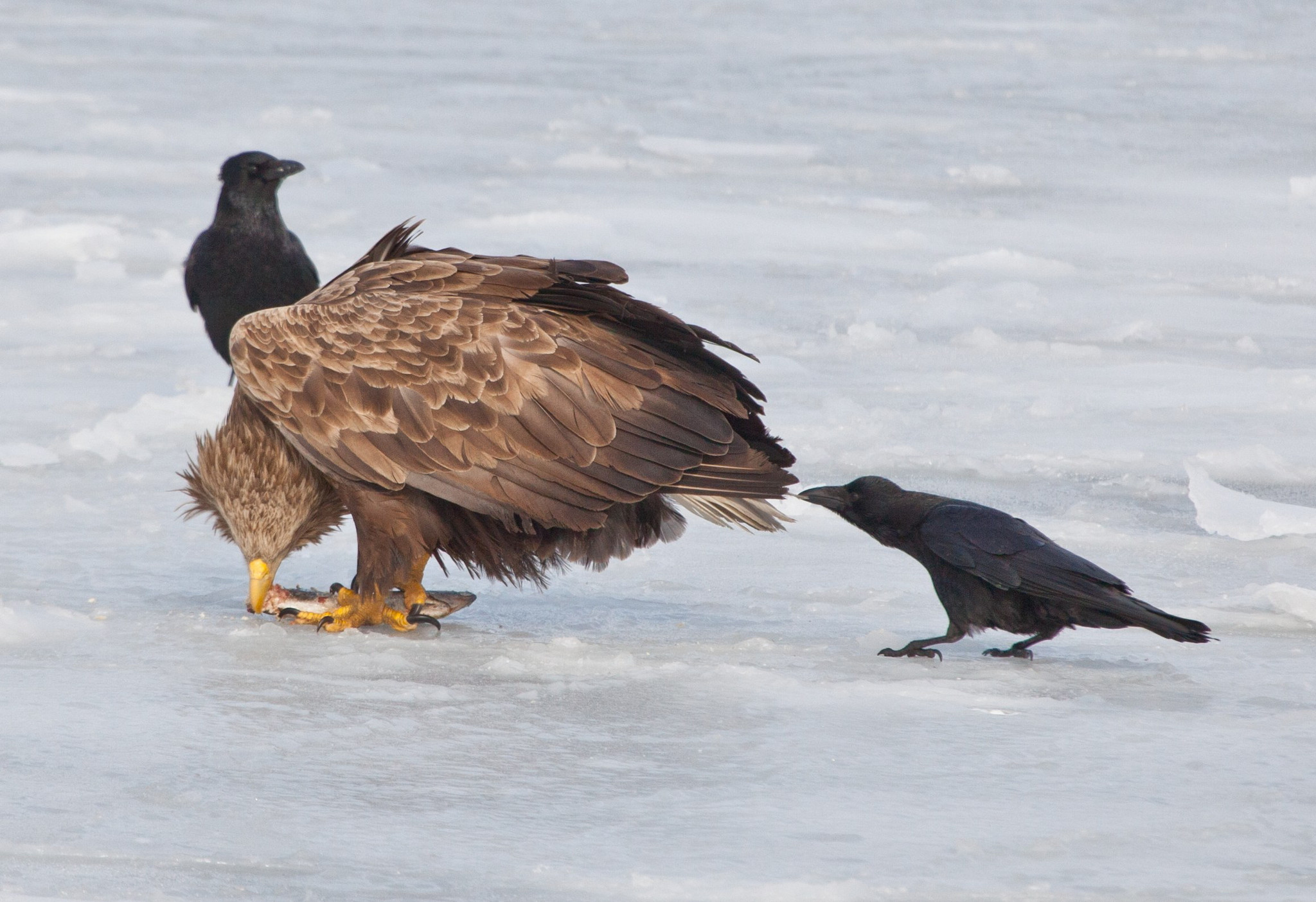 俄罗斯:两只鹰为争一条鱼开打 冰上大战数回合