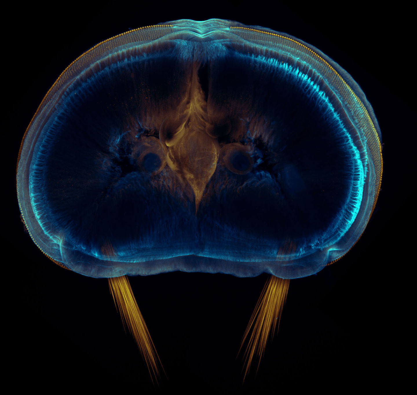 蠕虫的横截面 单个神经细胞形成的惊人数量的连接图像.