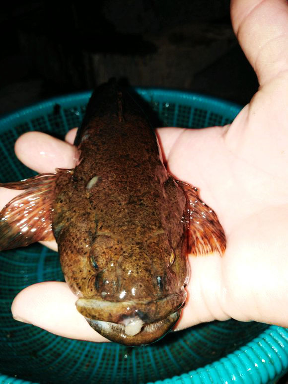 广西排水渠,大量"黑皮鱼"聚集,像是黑鱼又像是鲶鱼