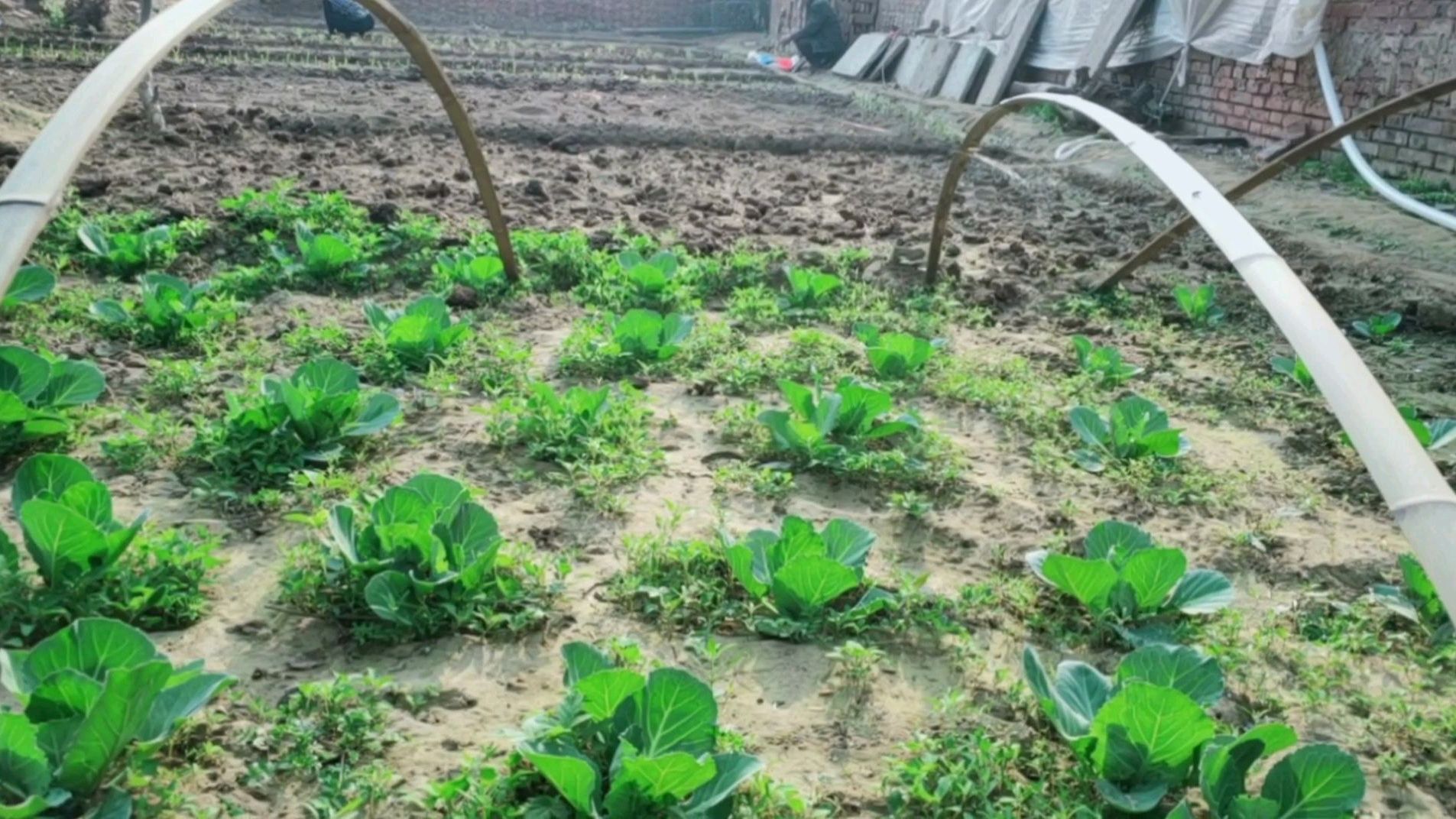 蔬菜成长日记,小伙第一次种的菜为什么成活率很低?请指教!