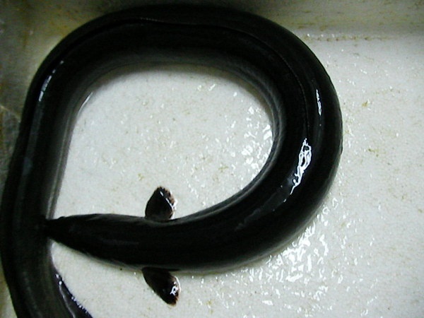 乌耳鳗鲡知识科普,这些你可能不知道!