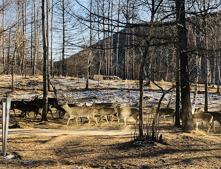 2019春节旅行最佳去处—阿尔山白狼镇鹿村