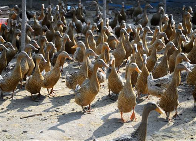 农民养鸭的最简单方式,就是直接放养,还可以和鱼一起混养