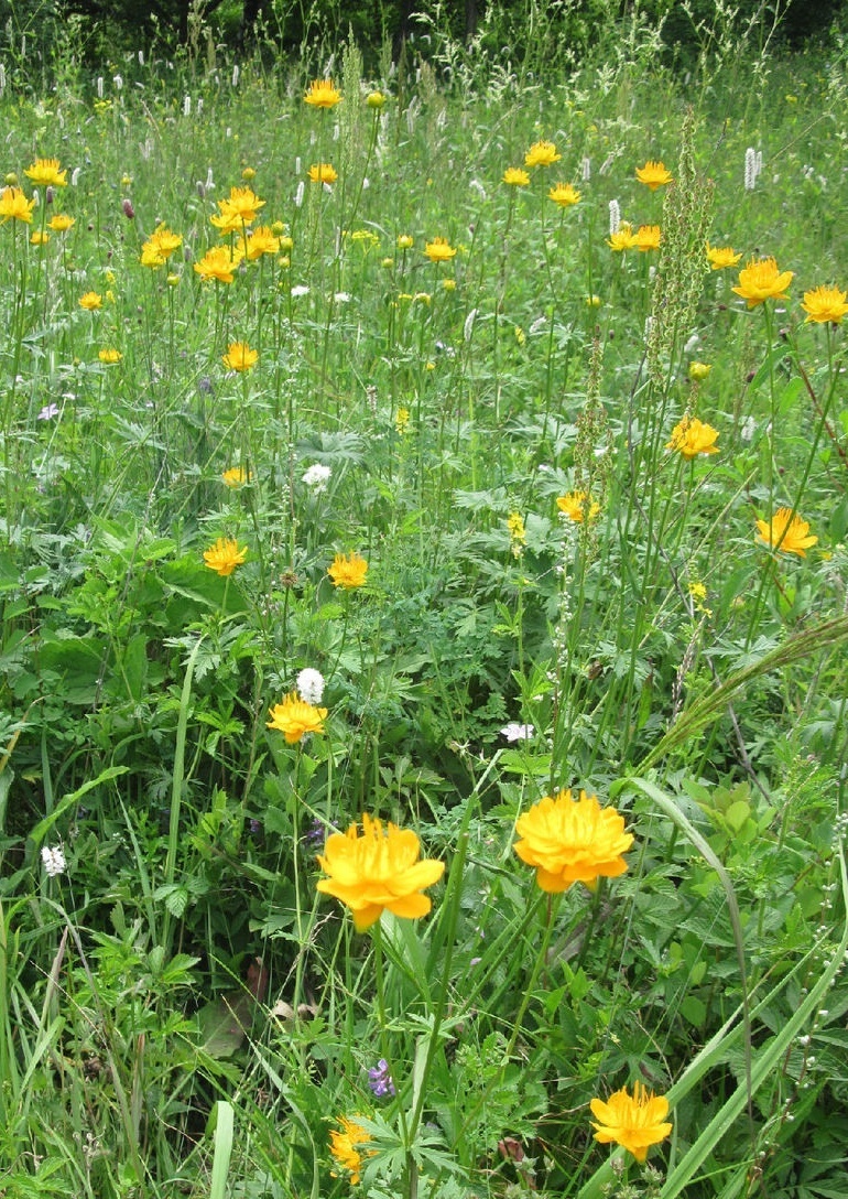 常见植物知识普及——长瓣金莲花