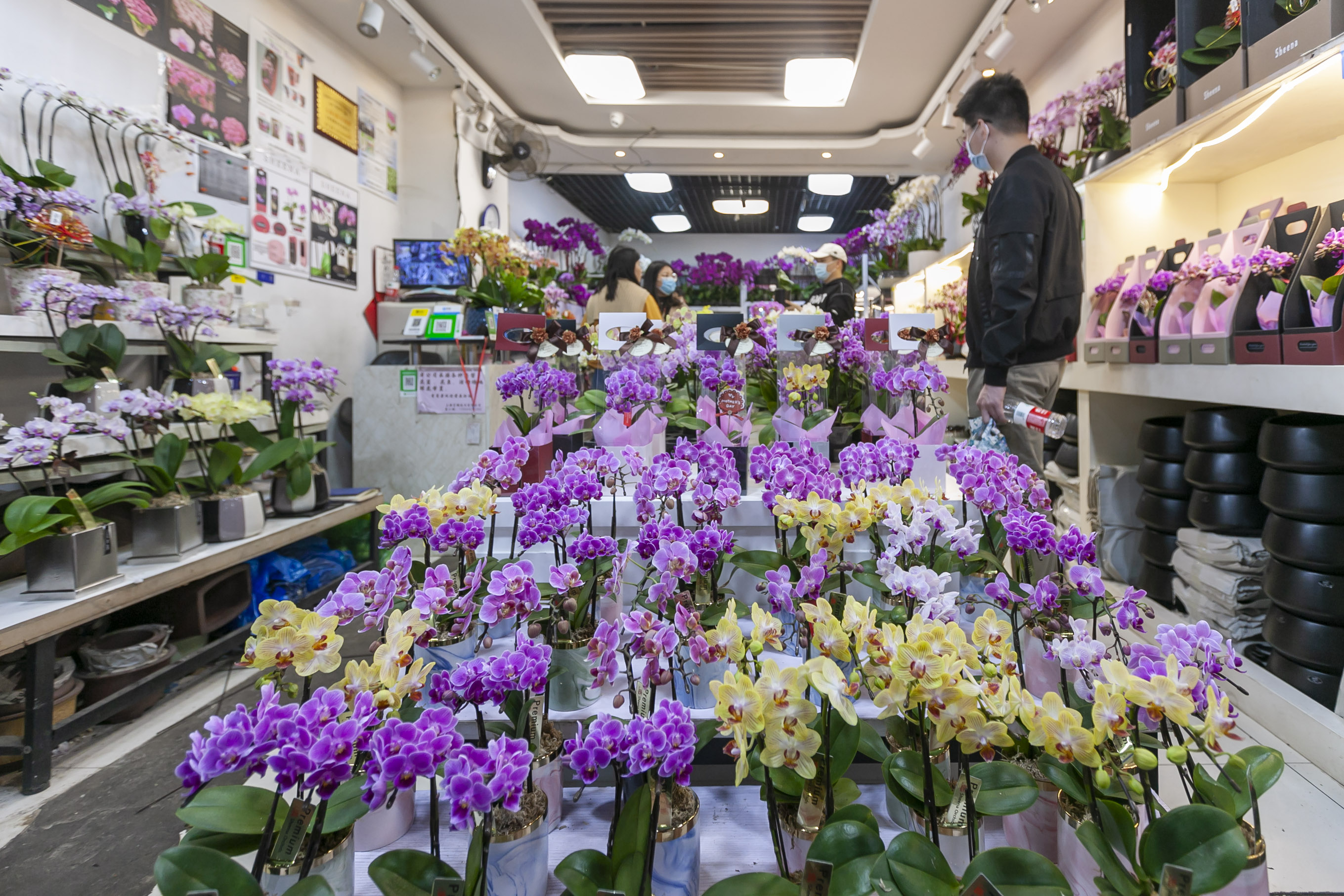 上海双季花卉市场图片
