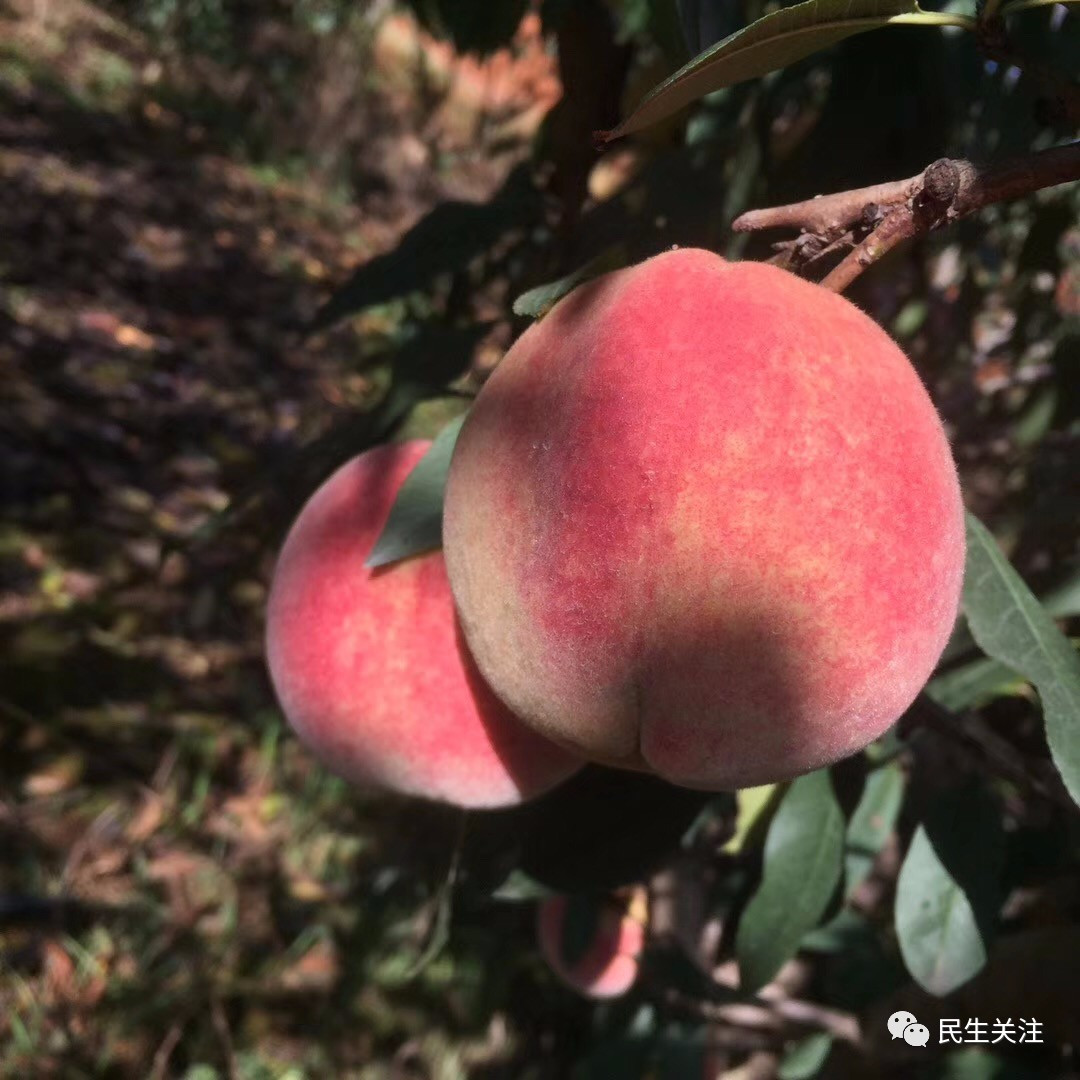 农村种植的冬桃,果实饱满,味道甘甜