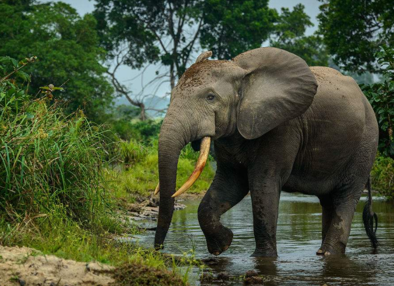 首都为布拉柴维尔.