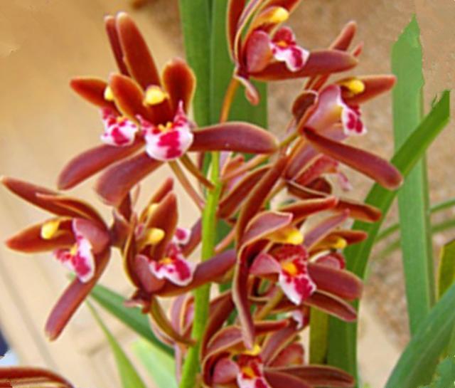 喜欢案头兰花香,当属香格格,株型优美,花香浓烈