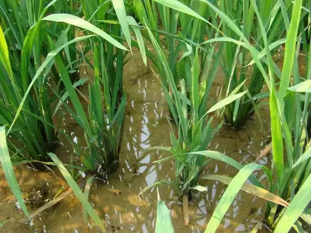 病虫害科普丨南方水稻黑条矮缩病