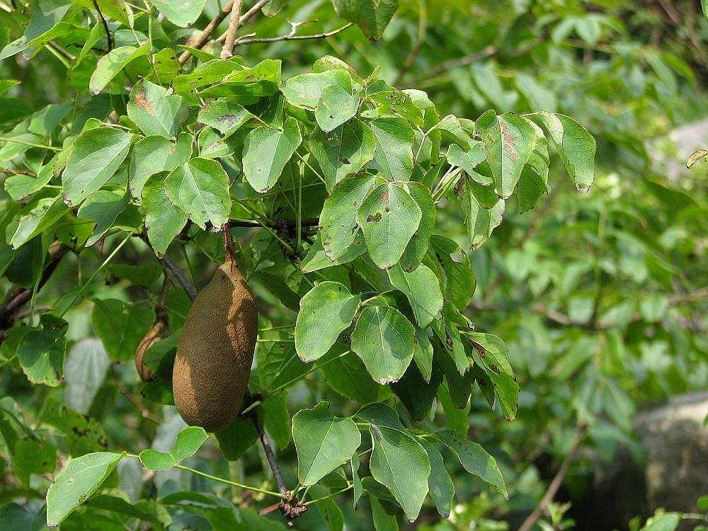 木通喜欢在阴暗潮湿的地方生长,而且