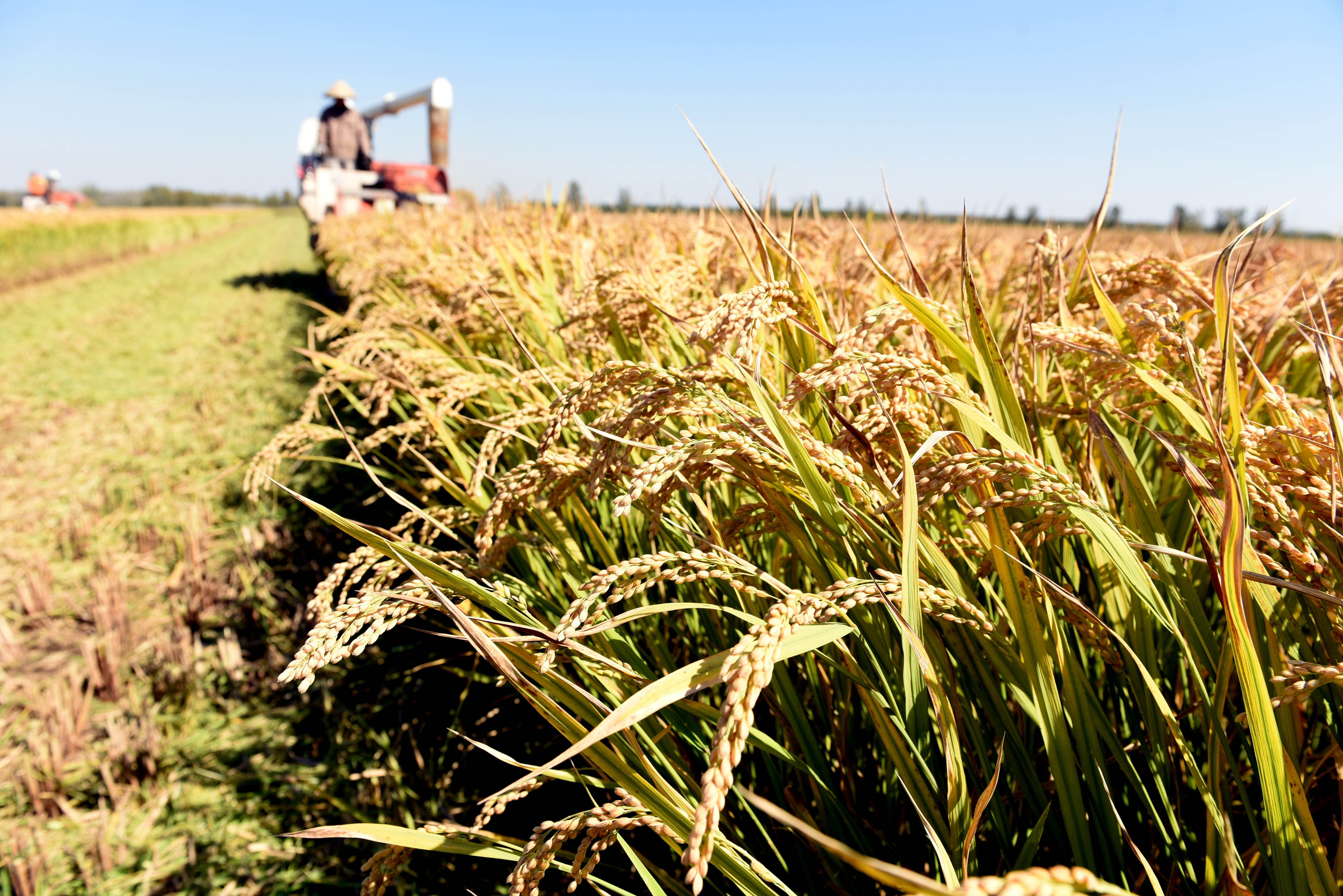 山东郯城:"股份水稻"喜丰收