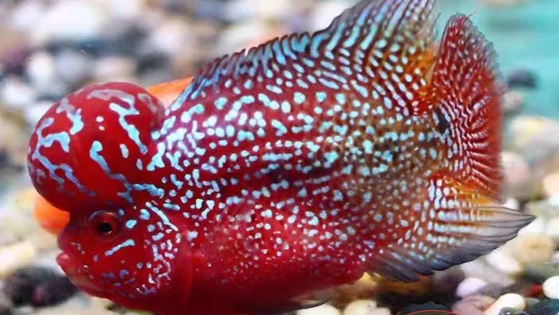 精品红马小鱼苗和幻彩金花品质好吗?