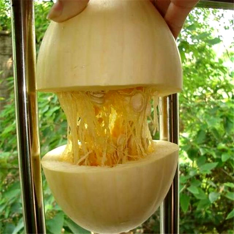 长在农地里的"面条瓜",口感香甜甘脆,加入调味料口感更佳