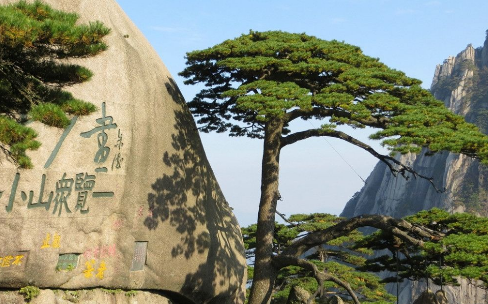 这是湖北荆州太师渊章华寺内的章台古梅,传说这棵树是楚灵王所植,已有