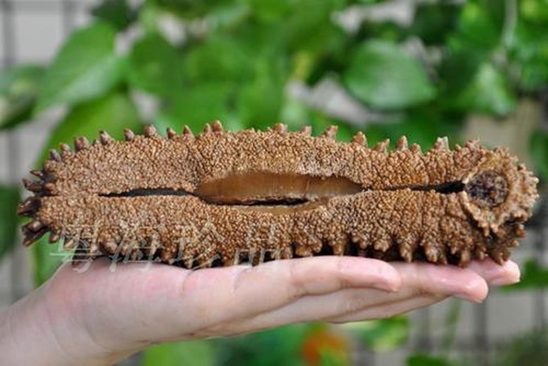 三亚,约吗#梅花参:是海南省特有的海珍,三亚"三绝"之一.