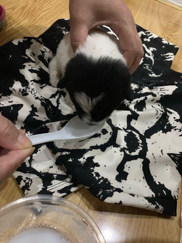 流浪狗冻得瑟瑟发抖,蜷缩着身子直往角落里钻,女孩抱起后好心疼