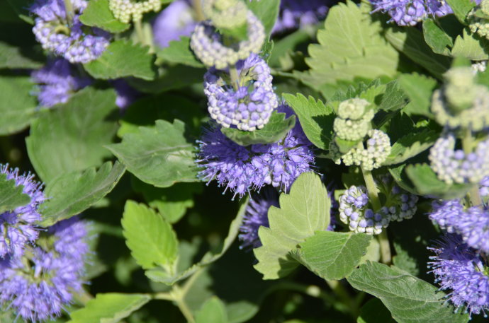 农村常见植物兰香草,花色蓝蓝,花香如兰,还是一种治病的中草药