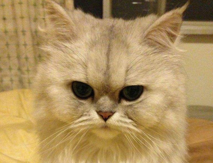 宠物猫:猫中之王,拥有雍容华贵的外表,让人非常喜爱