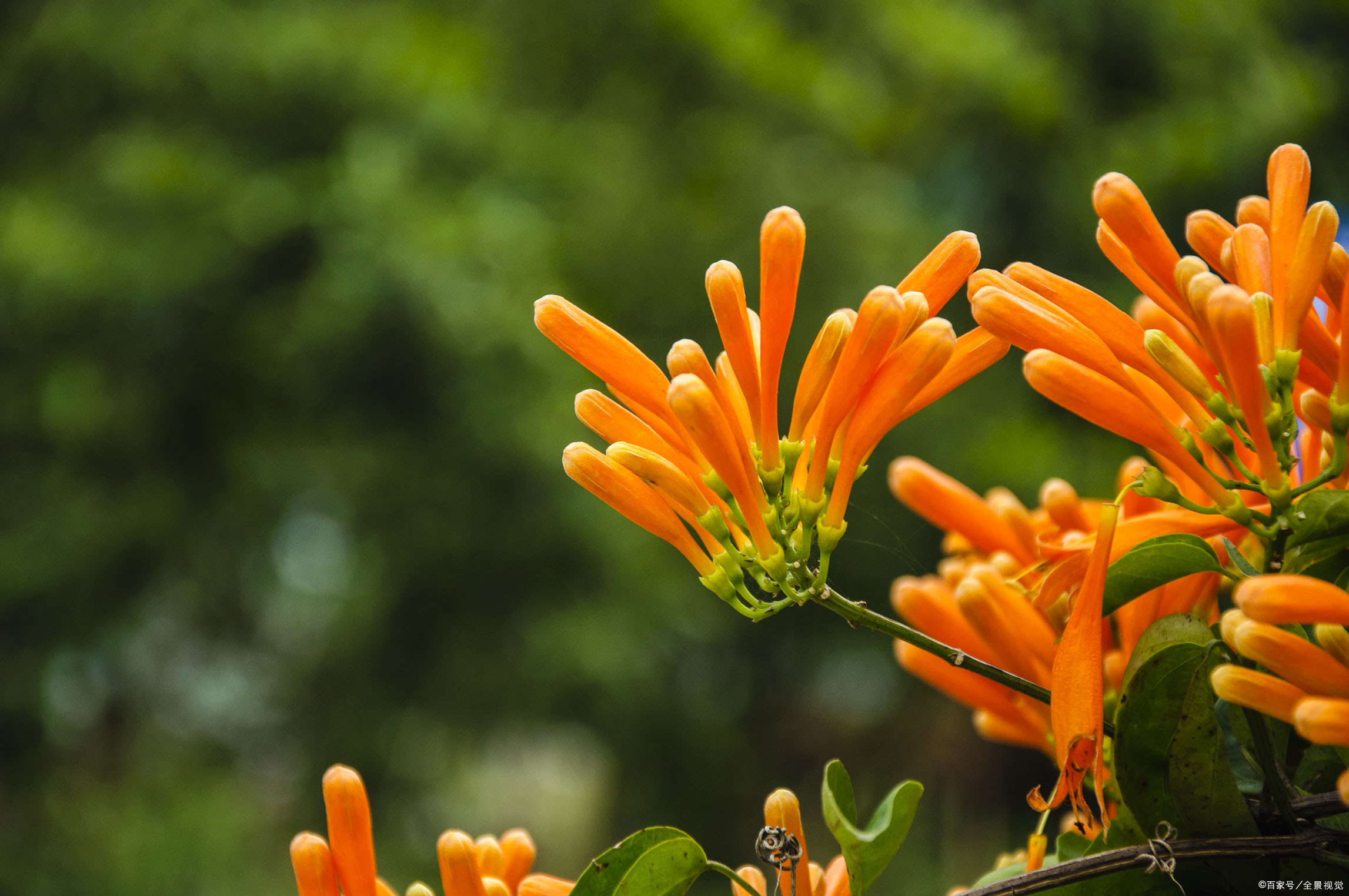 炮仗花的土味情话:没有炮仗,让我陪你在厦门过春节