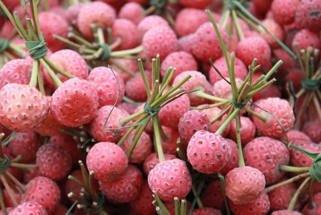 农村山里面的野果"野荔枝"好吃吗?有什么作用和功效?