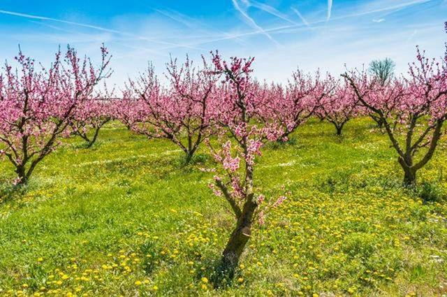 桃树栽培技术|桃树主干新栽培方法研究(上)