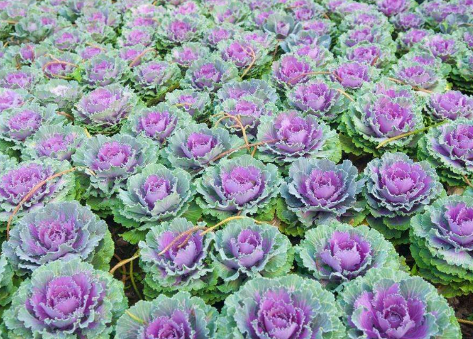 百度爱采购首页 商品专题_紫包菜想要种植出高质量的紫甘蓝,要先了解