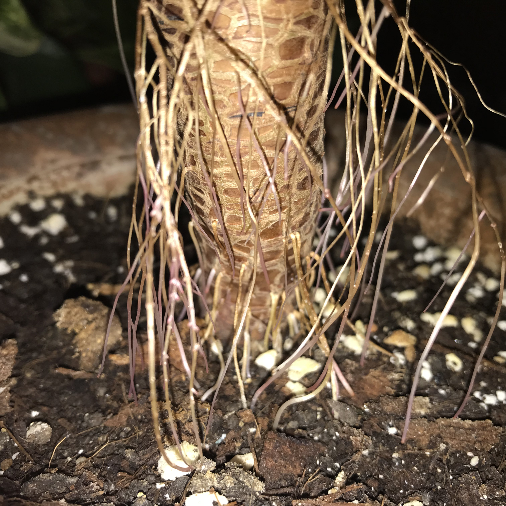 多肉长"气根"就像大胡子,从3个方面下功夫,长得又粗又壮