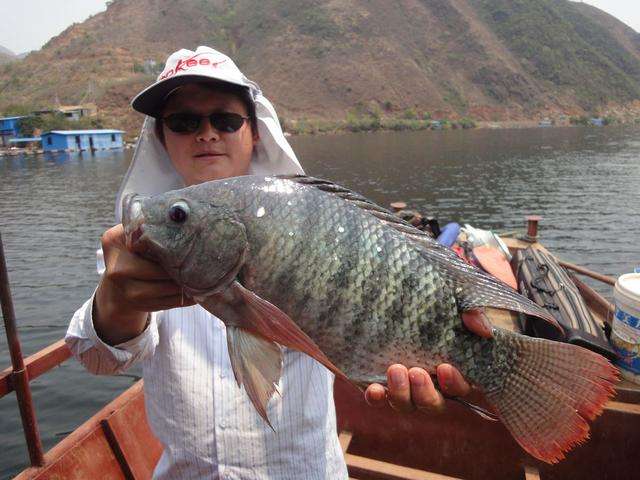 老钓鱼人透露的方法:罗非鱼这么钓,好钓到飞起!