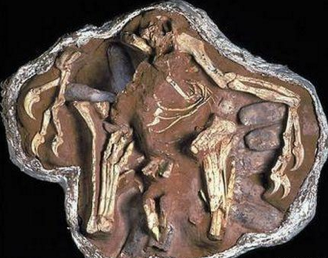 新疆发现的龙婴化石:赵氏敖闰龙,与"西海龙王"有何关系?