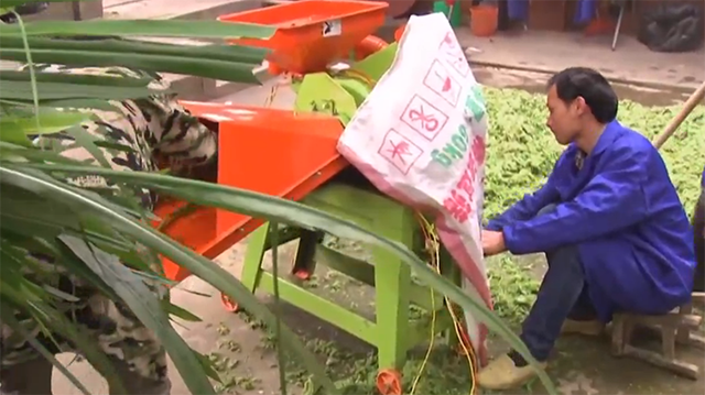 象草必须进行粉碎加工,再撒上盐,酵母粉,玉米粉后搅拌,然后放进大缸里