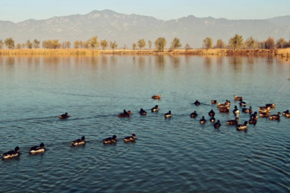 北京3大特色湿地公园大推荐,旅游的话可以走一遭!