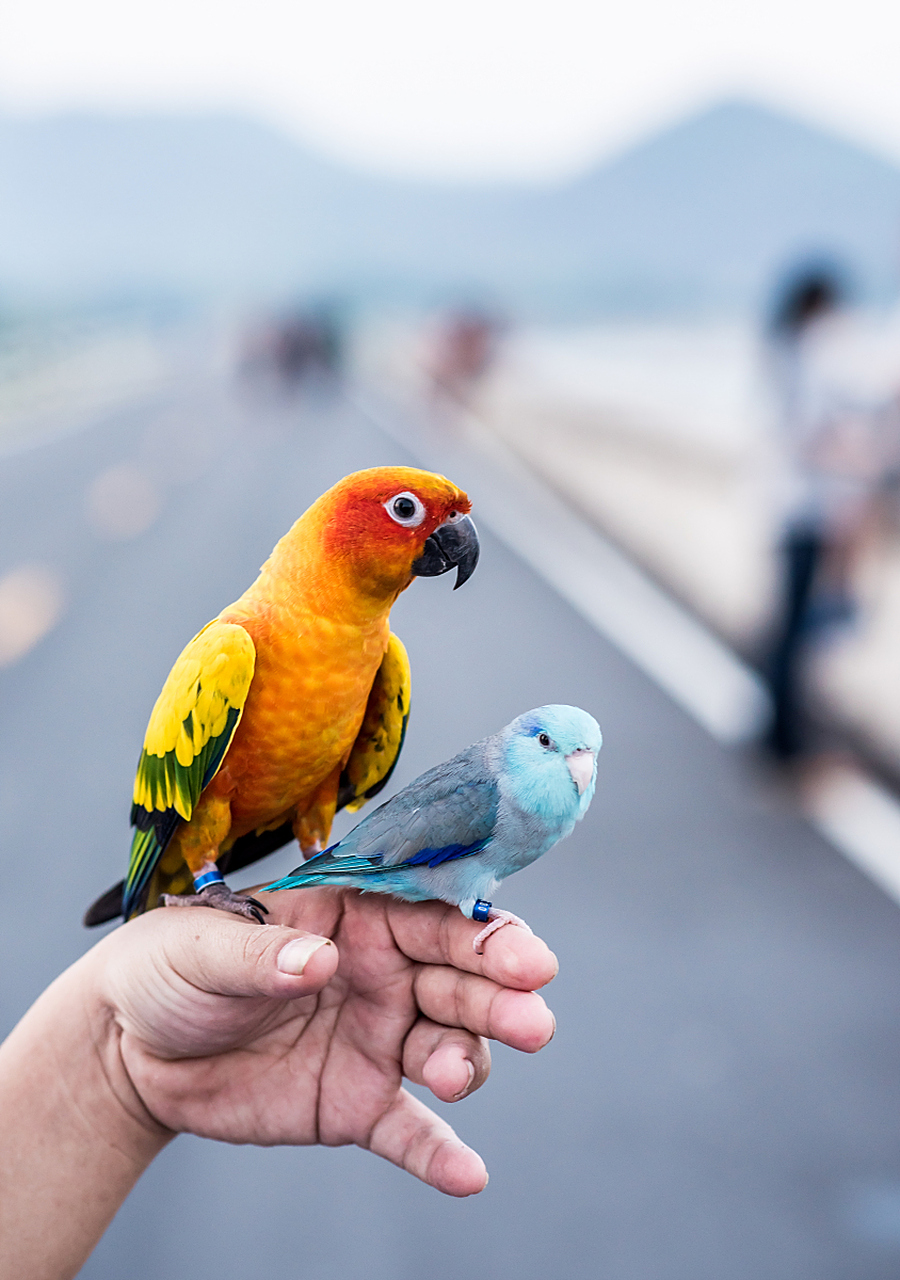 现在饲养鹦鹉鸟宠已经是非常普遍的了,就目前开放可合法饲养的鹦鹉