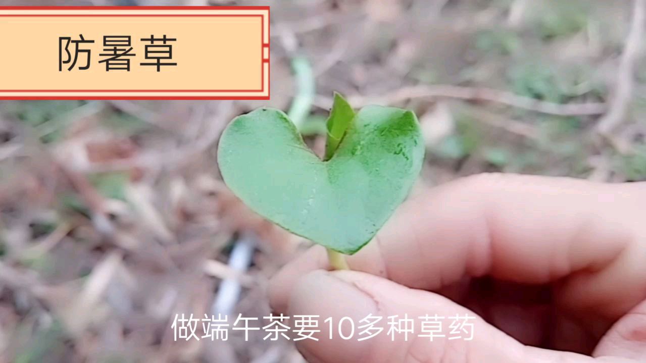 传播正能量,乡村常见的野草(鱼腥草),你知道它的药用价值吗?