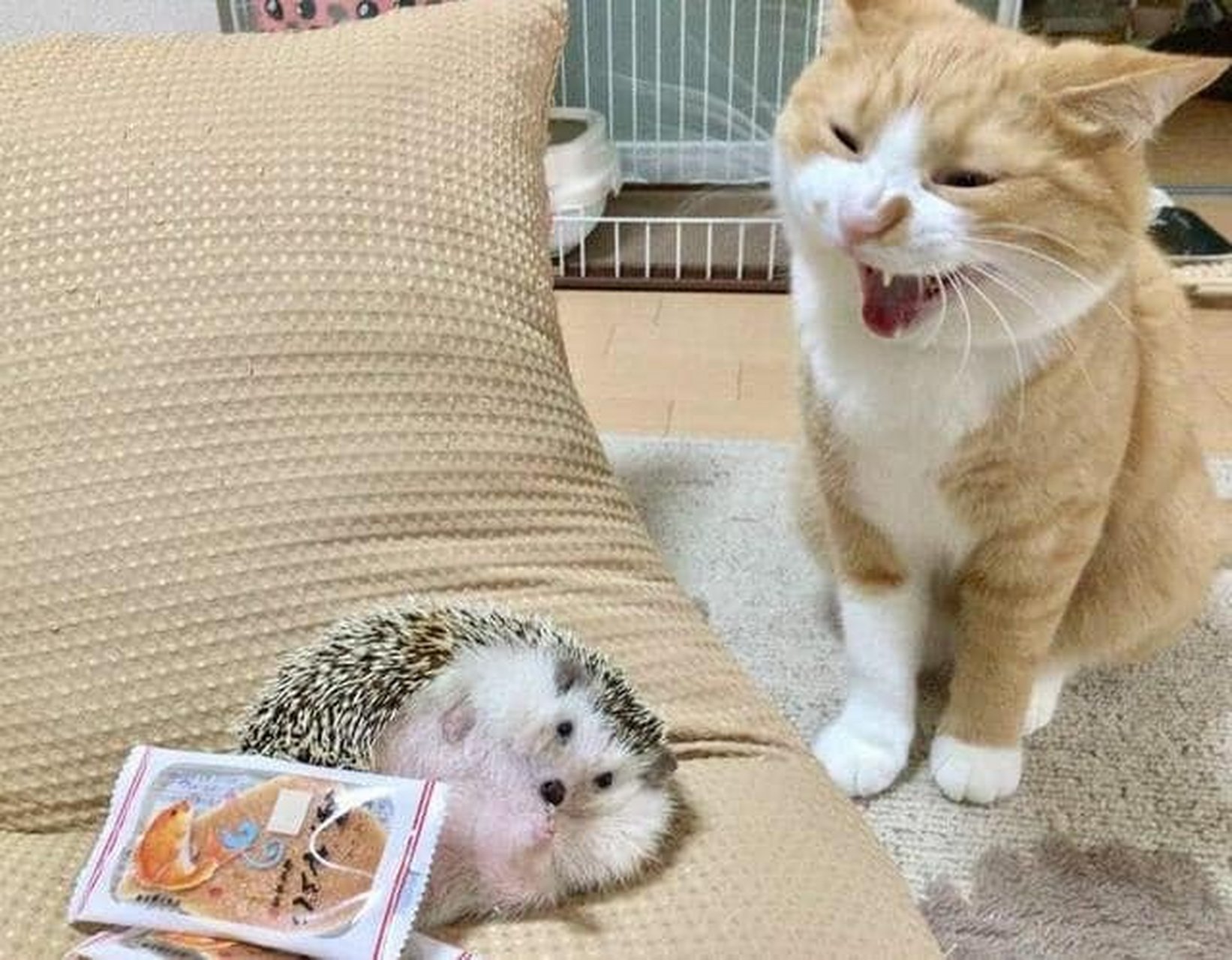 万物皆可云#【云吸猫】猫咪和小刺猬! 太可爱了!