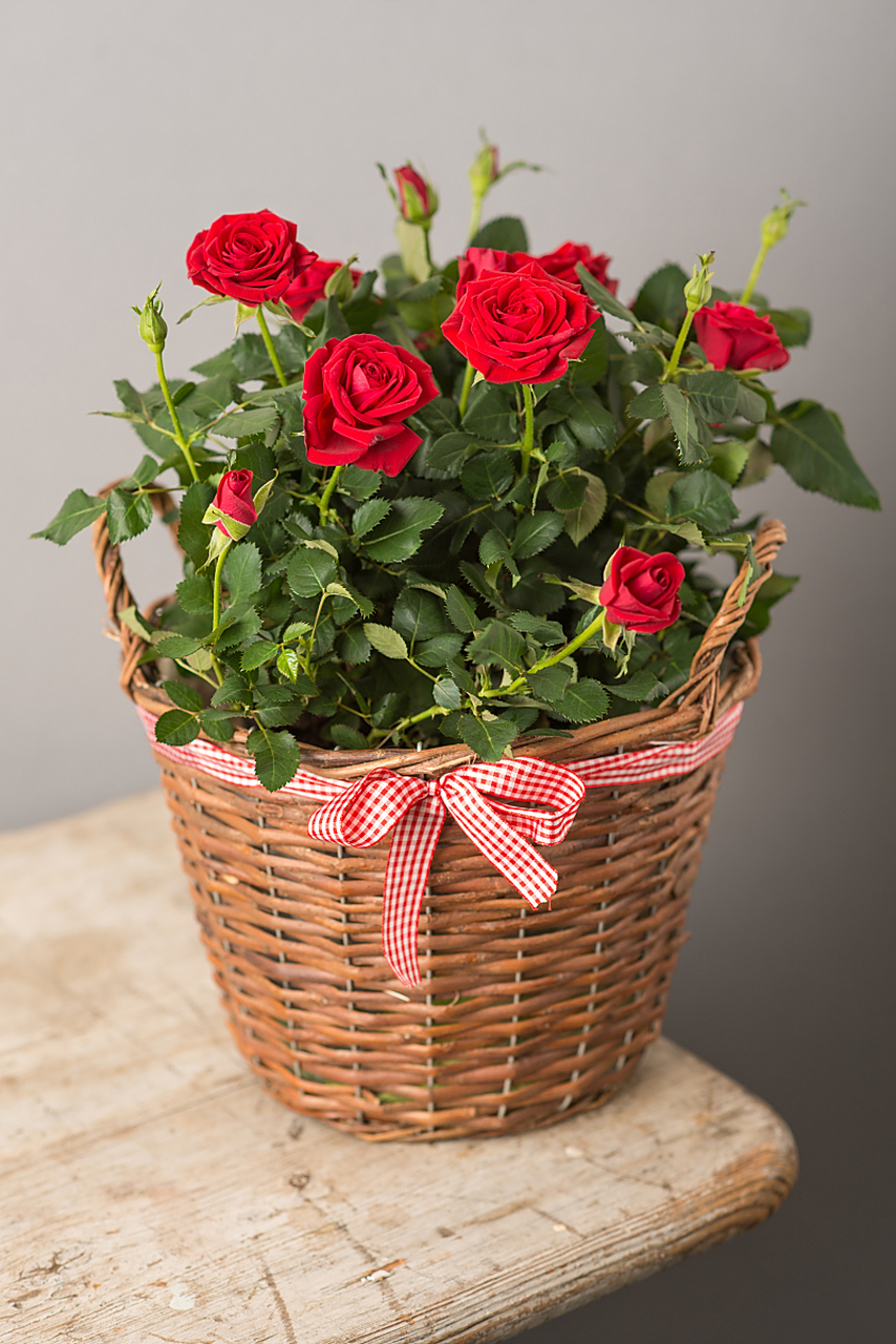 怎样养好盆栽玫瑰花?