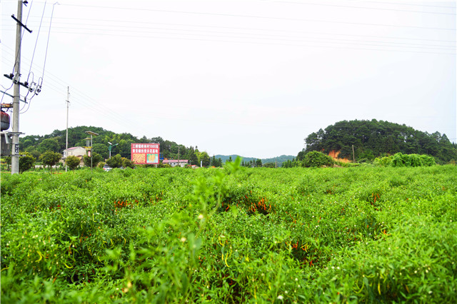 湖南衡东县"三樟黄贡椒"农产品地理标志登记通过省级品质鉴评