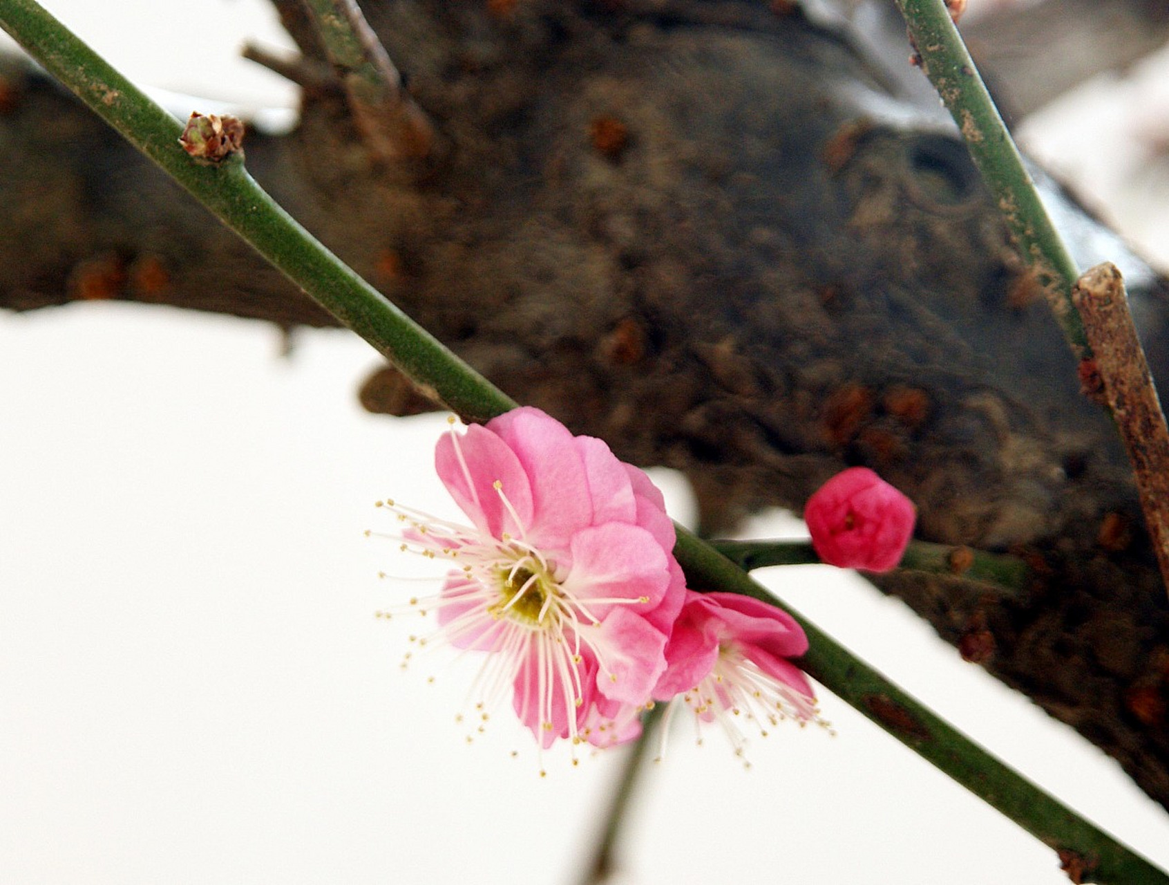 冬天最佳打开方式# 寒冬腊梅,飘香满园,腊梅花在冬季是如何栽培的 ??