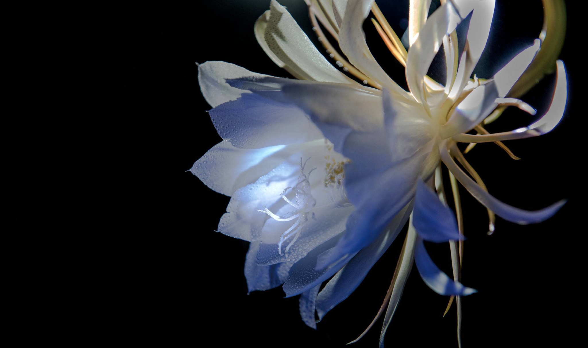 昙花:白天开花有技巧,如何自制环保有机肥料?