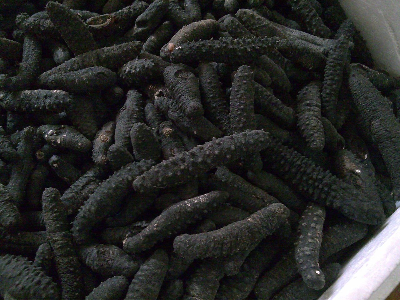 对糙海参你了解多少?我猜这些你不知道