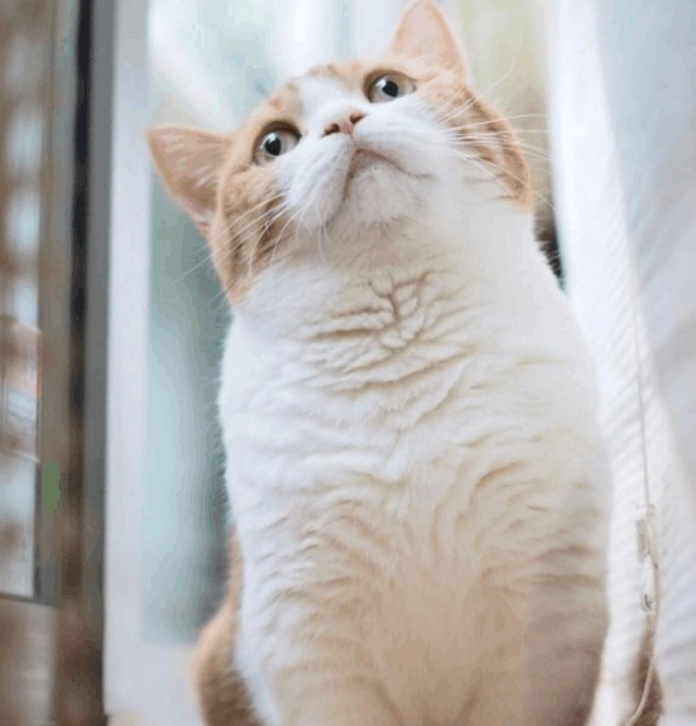 munchkin/曼切堪猫