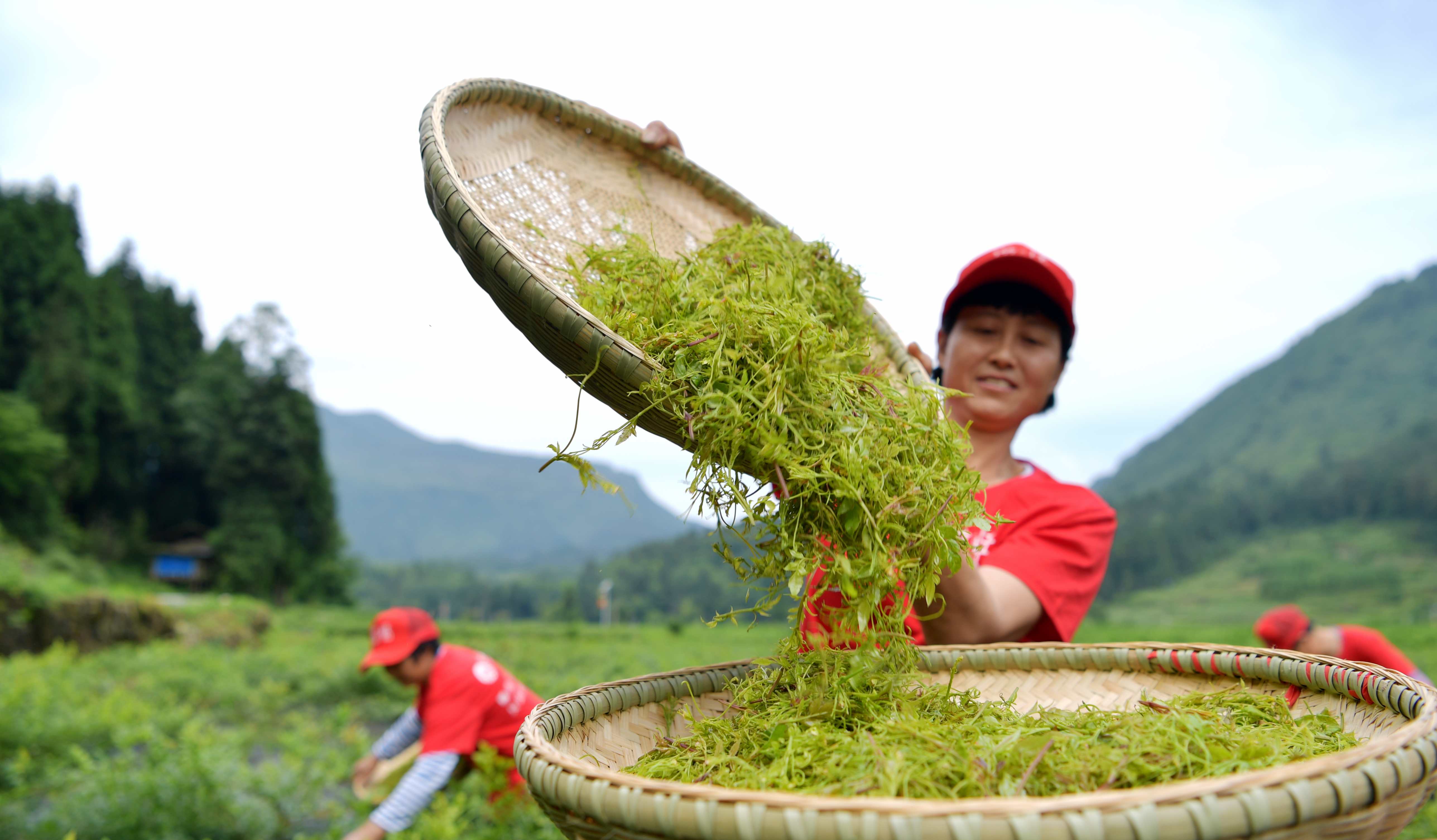 藤茶富茶农(2)