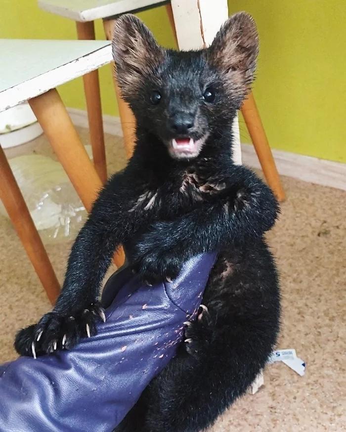 小黑貂差点被做成皮大衣,小姐姐救下来当宠物,它却差点把家拆了