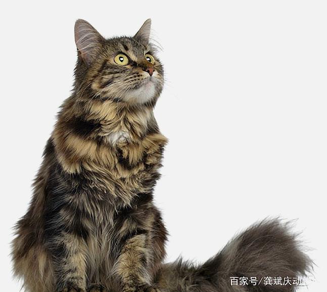 缅因猫是北美洲自然产生的最早的长毛猫品种,原产于美国东岸缅因州