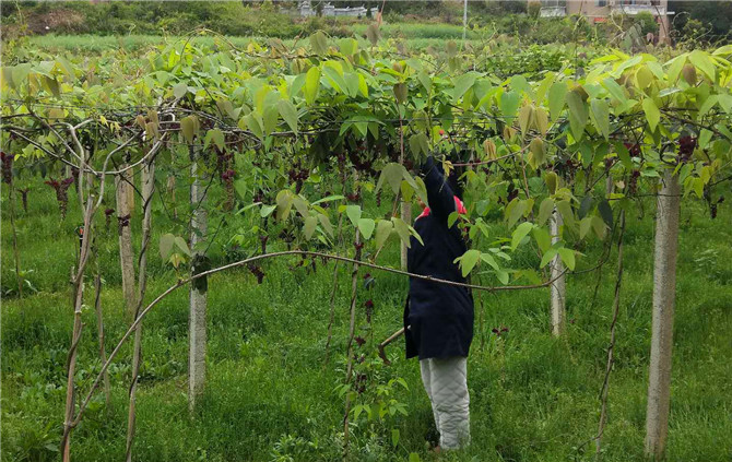 八月瓜 - 热门商品专区