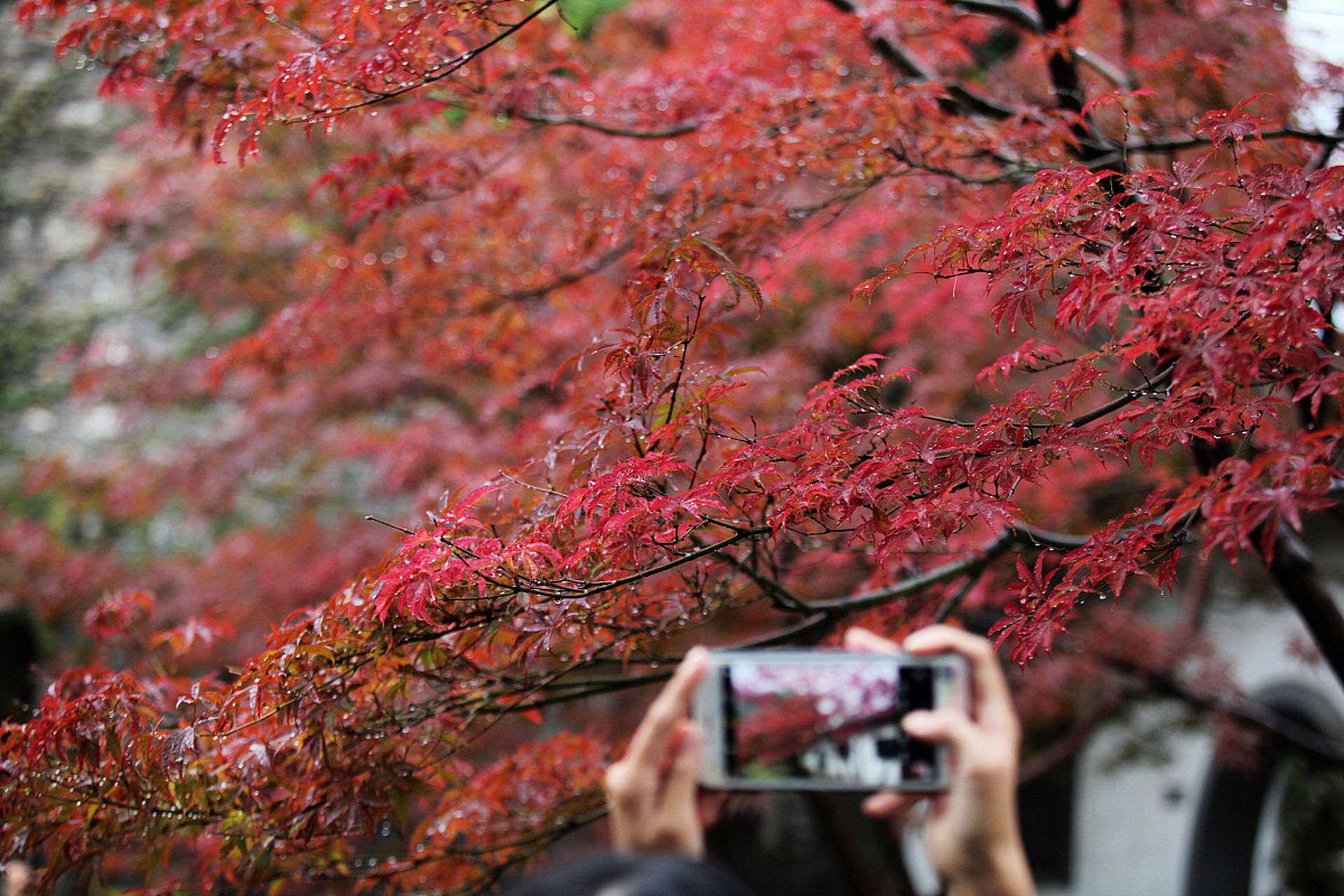 岳麓山红枫节作为一项传统的文化活动,已经成为了长沙市的一张名片.