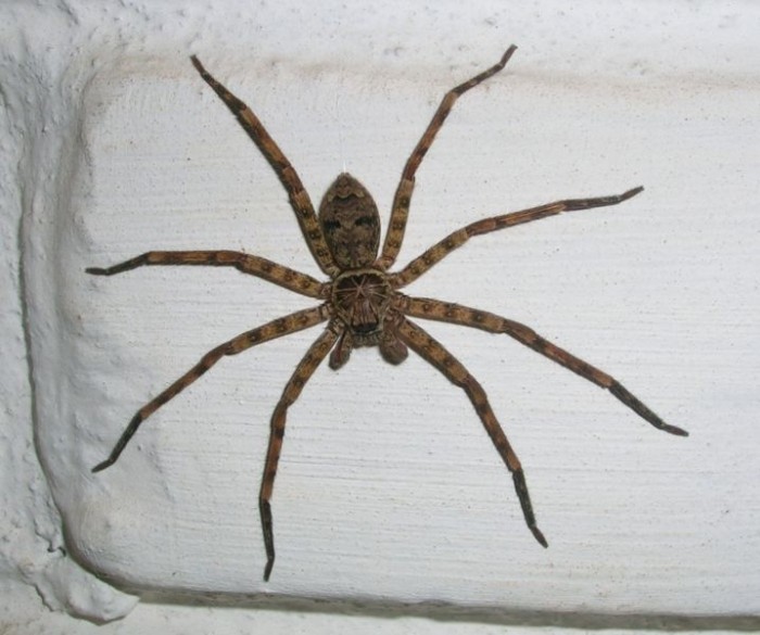 蜘蛛恐惧症 测试图片