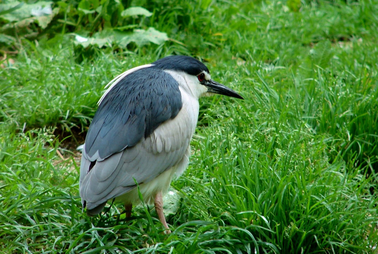 大胖鸟假装自己是企鹅,偷进企鹅区蹭鱼吃,乍一看长得还挺像