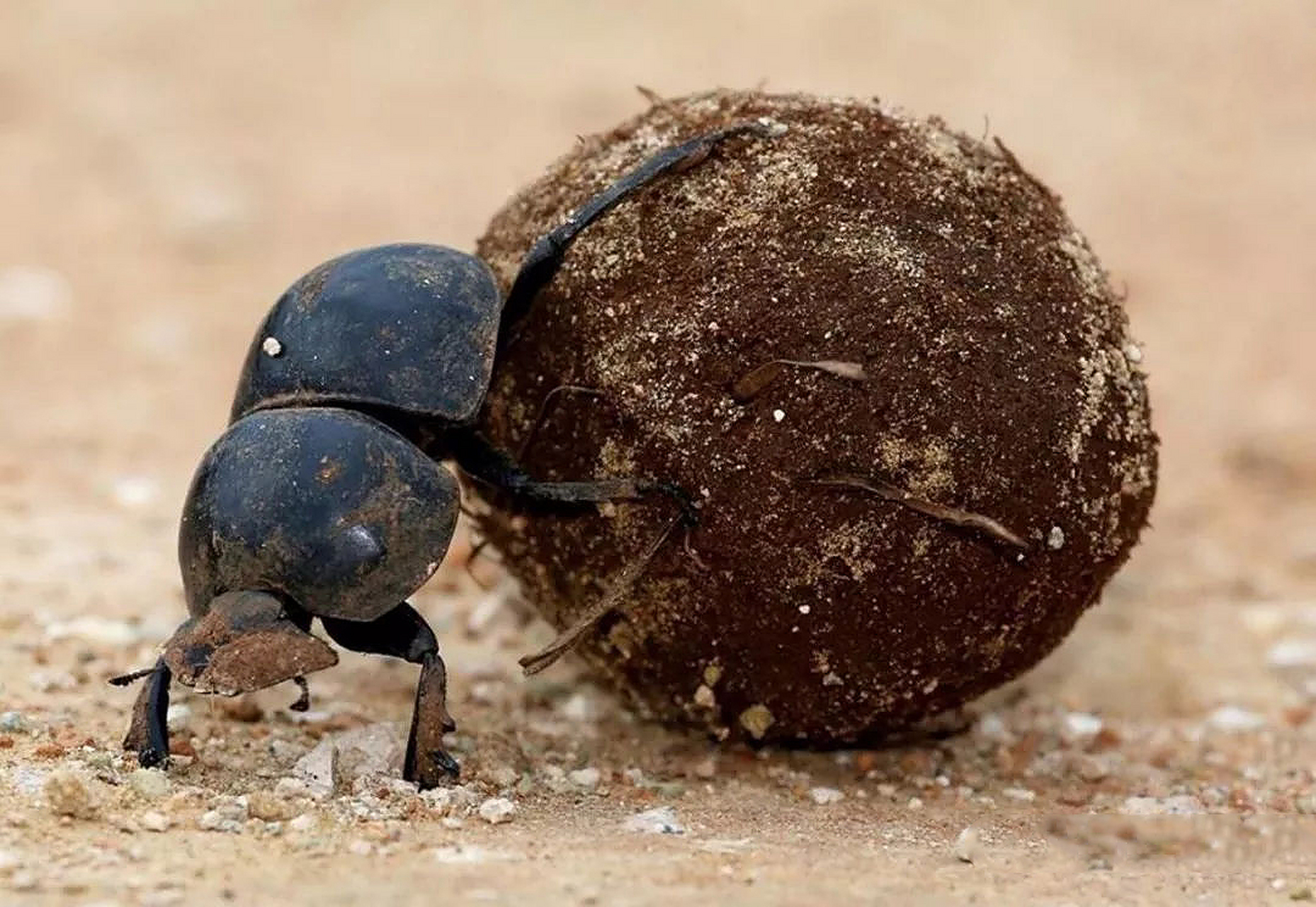 澳大利亚的农场牛屎越来越多,其原因是屎壳郎越来越少,屎壳郎变少的