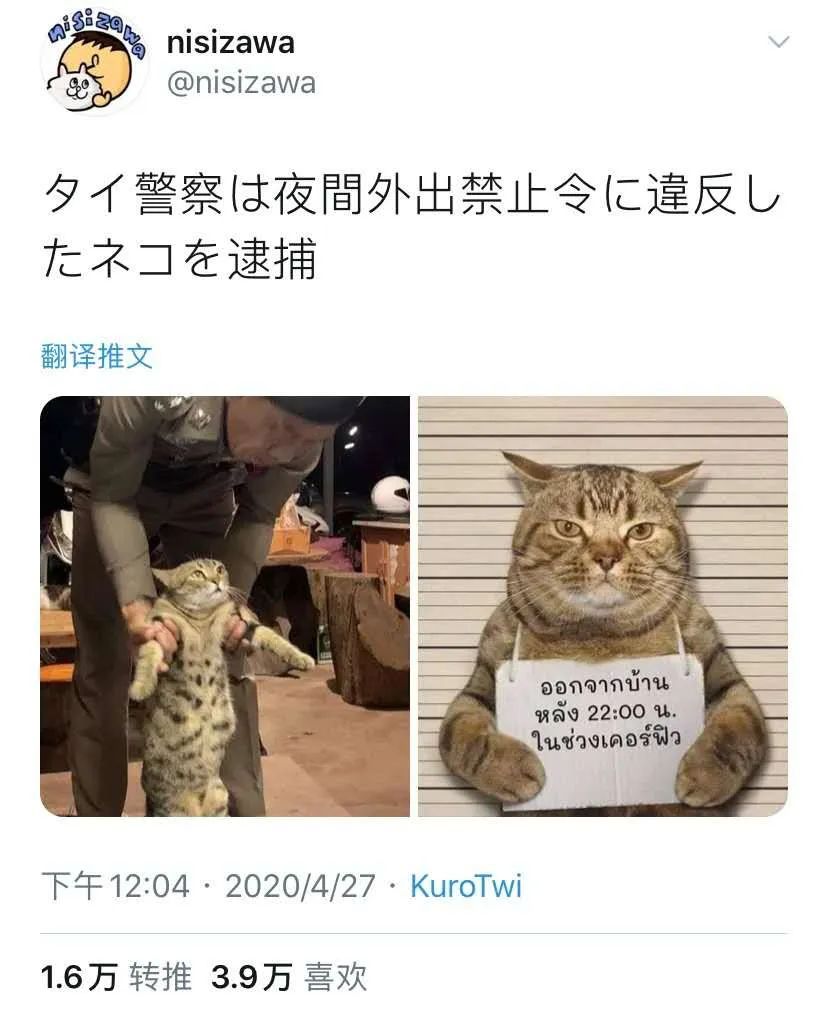 猫咪举牌子图片图片