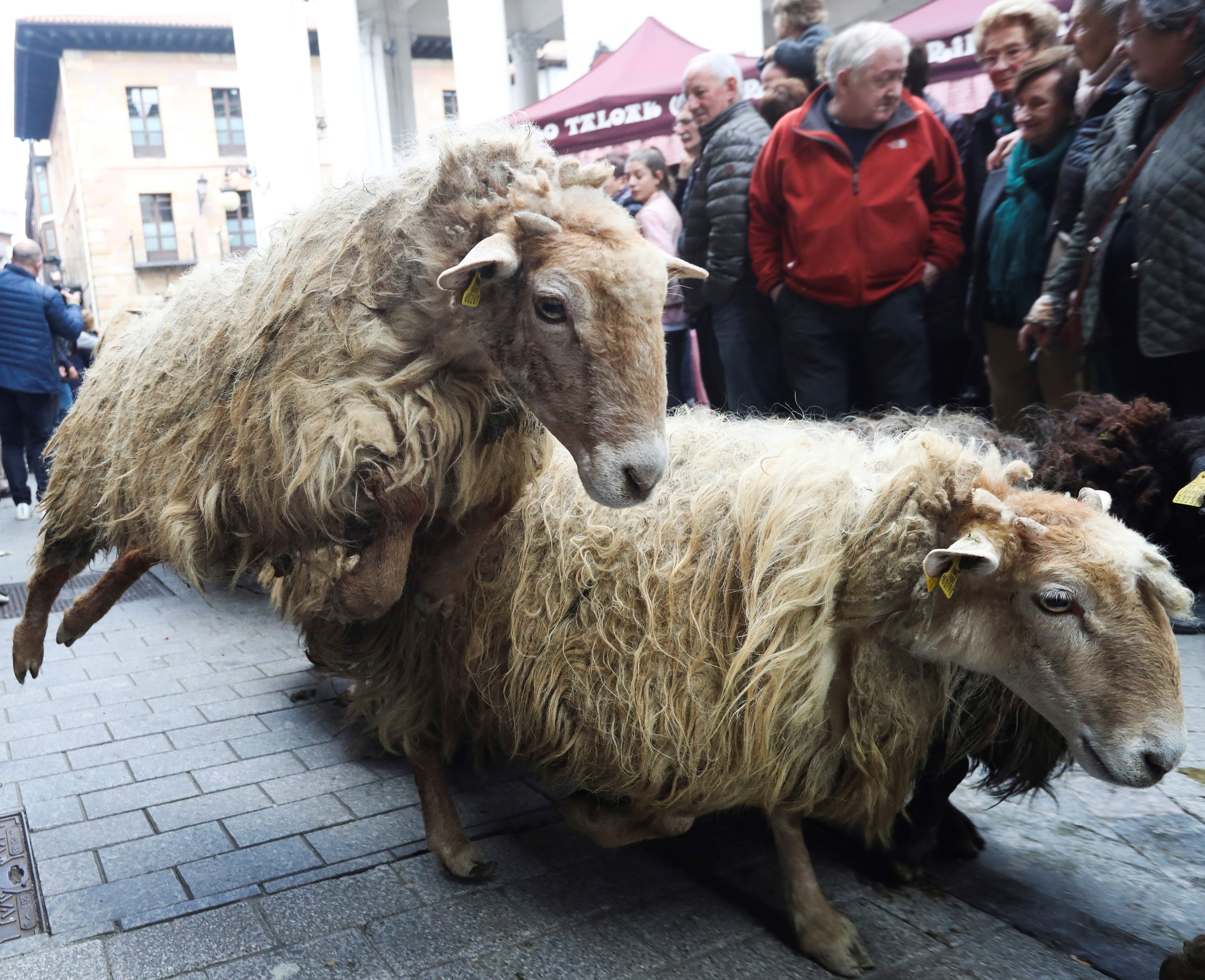 庆祝"巴斯克牧羊人日"(1)